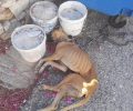 Πάρος: Συνελήφθη άνδρας που εγκατέλειψε τα 4 σκυλιά του στον Κώστο & ένα πέθανε από ασιτία