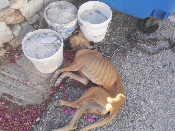 Πάρος: Συνελήφθη άνδρας που εγκατέλειψε τα 4 σκυλιά του στον Κώστο & ένα πέθανε από ασιτία