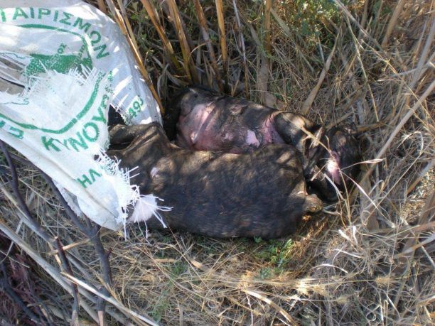 Έκλεισε 3 κουτάβια σε τσουβάλι και τα έπνιξε πετώντας τα στη λιμνοθάλασσα του Μουστού στην Αρκαδία