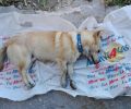 Φόλα με θρυμματισμένα γυαλιά σκότωσε σκύλο στην Κριθαριά Μαγνησίας
