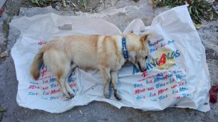 Φόλα με θρυμματισμένα γυαλιά σκότωσε σκύλο στην Κριθαριά Μαγνησίας