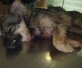 Νεκρός από αεροβόλο αδέσποτος σκύλος που πυροβολήθηκε στη Λάρισα