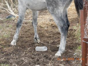 Το πρώτο διοικητικό πρόστιμο για κακοποίηση αλόγου με παστούρα στη Λέσβο