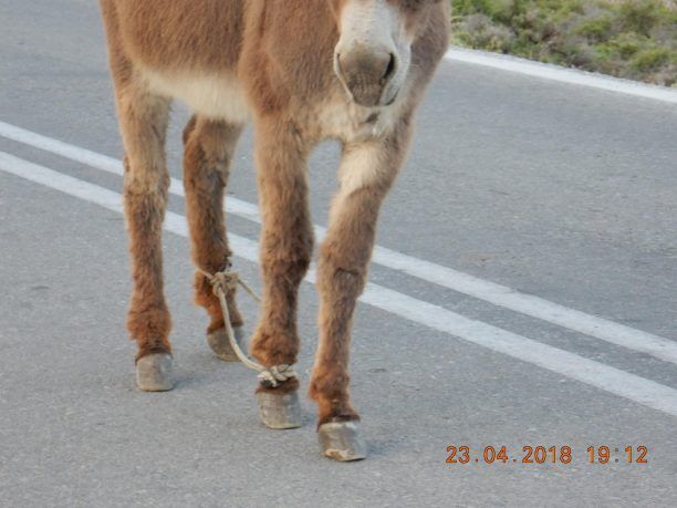 Γαϊδούρια με δεμένα τα πόδια επί της επαρχιακής οδού στον Μανταμάδο Λέσβου