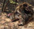 Εξαφάνισε τον άρρωστο σκύλο που είχε αλυσοδεμένο χωρίς τροφή και νερό στο Σπαρτοχώρι Μεγανησίου