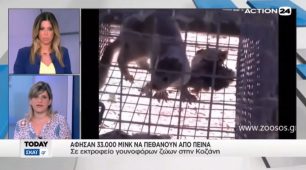 Ελ. Ηλιοπούλου στο ACTION 24: Το μαζικότερο έγκλημα σε βάρος ζώων συνέβη σε μινκ στη Γαλατινή Κοζάνης & κανείς δεν μίλησε (βίντεο)