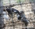 Μ. Βορίδης: Δεν θα κλείσουμε τα εκτροφεία γουνοφόρων ζώων (βίντεο)