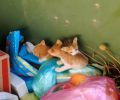 Πέταξε ζωντανά στα σκουπίδια 4 γατάκια στη Ναύπακτο Αιτωλοακαρνανίας (βίντεο)