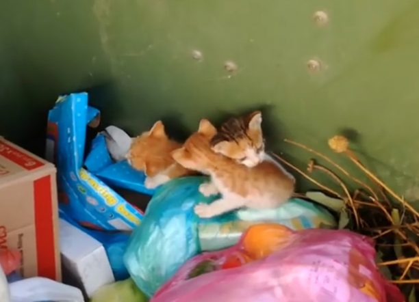 Πέταξε ζωντανά στα σκουπίδια 4 γατάκια στη Ναύπακτο Αιτωλοακαρνανίας (βίντεο)