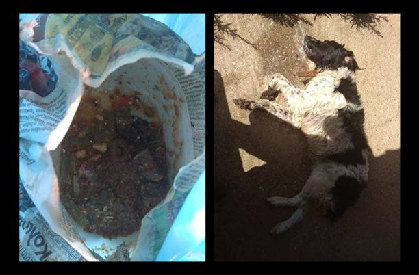 Νεοχώρι Ηλείας: Έριξε τη φόλα σε αυλή και δηλητηρίασε έναν οικόσιτο σκύλο