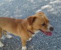 Βρέθηκε αρσενικός σκύλος με περιλαίμιο στο Ντράφι Πεντέλης