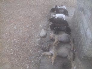 Επτά κουτάβια νεκρά από φόλες στη Νυμφαία Ροδόπης