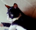 Βρέθηκε - Χάθηκε ασπρόμαυρη αρσενική στειρωμένη γάτα στον Πειραιά