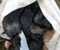 Βρήκε 8 νεογέννητα σκυλάκια κλεισμένα σε σακούλα πεταμένα στο δάσος στην Ποντοκώμη Κοζάνης (βίντεο)