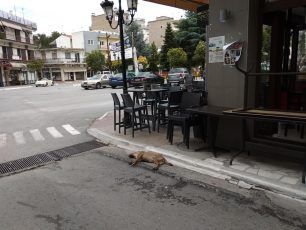 Συνεχίζεται η εξόντωση των αδέσποτων ζώων με φόλες στο Σιδηρόκαστρο Σερρών