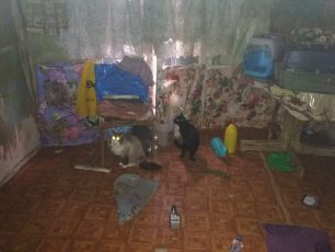 Θεσσαλονίκη: Έκκληση για τη φροντίδα γατιών που ζούσαν σε σπίτι συλλέκτριας η οποία πέθανε