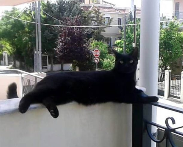 Χάθηκε αρσενική μαύρη γάτα στα Βριλήσσια Αττικής