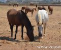 O σύλλογος «Ιππόθεσις» κατήγγειλε στην Κομισιόν το ΥΠ.Α.Α.Τ. για την απουσία νομοθεσίας για την προστασία ιπποειδών