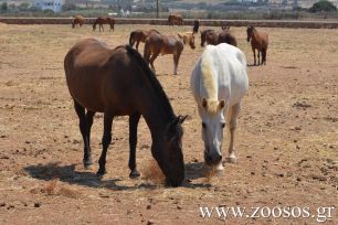 O σύλλογος «Ιππόθεσις» κατήγγειλε στην Κομισιόν το ΥΠ.Α.Α.Τ. για την απουσία νομοθεσίας για την προστασία ιπποειδών