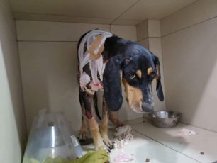Βρήκε τον σκύλο με εκτεταμένα εγκαύματα στην Ανάβυσσο της Αττικής