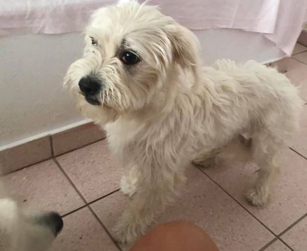 Εγκατέλειψαν σκύλο μέσα σε κλουβί μεταφοράς στο λιμάνι της Αντιπάρου;