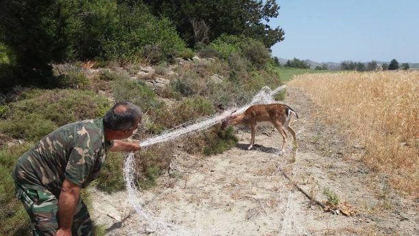 Ρόδος: Απελευθέρωσαν ακόμα ένα ελάφι που μπλέχτηκε σε δίχτυα στην Απολακκιά (βίντεο)