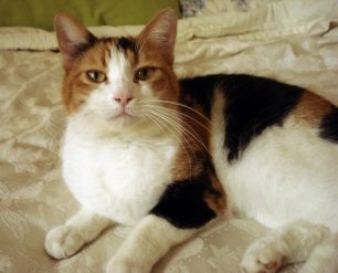 Χάθηκε τρίχρωμη θηλυκή γάτα στην Αγία Μαρίνα Ηλιούπολης στην Αττική