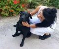 Χάθηκε αρσενικός σκύλος μαύρο Λαμπραντόρ στον Άγιο Δημήτριο στο Λαγονήσι Αττικής