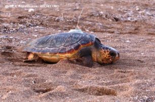Τοποθέτησαν δορυφορικούς πομπούς σε 9 θαλάσσιες χελώνες Caretta caretta που γεννούν στον Κυπαρισσιακό κόλπο