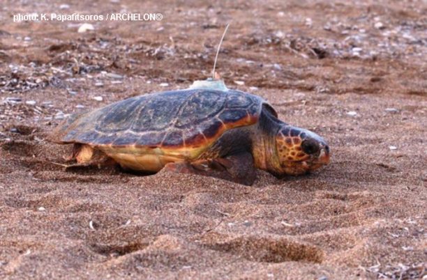 Τοποθέτησαν δορυφορικούς πομπούς σε 9 θαλάσσιες χελώνες Caretta caretta που γεννούν στον Κυπαρισσιακό κόλπο
