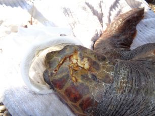 Λακωνία: Βρήκαν θαλάσσια χελώνα χτυπημένη στο κεφάλι στην Αγία Θέκλα Μονεμβασιάς