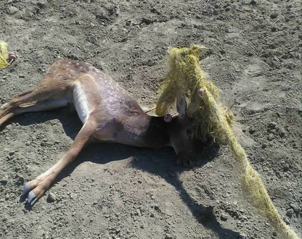 Ρόδος: Νεκρό το ένα από τα δύο ελάφια που βρέθηκαν παγιδευμένα σε δίχτυα στην Απολακκιά (βίντεο)