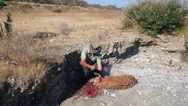 Ρόδος: Δασοφύλακες απελευθέρωσαν ελάφι που είχε μπλεχτεί σε δίχτυα στην Απολακκιά (βίντεο)