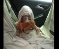 Βρέθηκε σκύλος ράτσας Επανιέλ στη Ραφήνα Αττικής με καμένες πατούσες