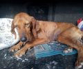 Αργολίδα: Έσωσε τον άρρωστο σκύλο που περιφερόταν σκελετωμένος στο αρχαίο θέατρο της Επιδαύρου (βίντεο)
