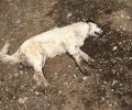 Φλώρινα: Ξανά φόλες στον Φιλώτα, δηλητηριάστηκαν τρία αδέσποτα σκυλιά