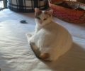 Βρέθηκε - Χάθηκε θηλυκή γάτα στα Σπάτα Αττικής