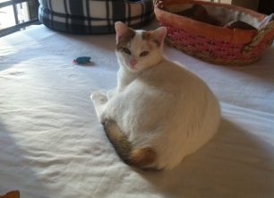 Βρέθηκε - Χάθηκε θηλυκή γάτα στα Σπάτα Αττικής
