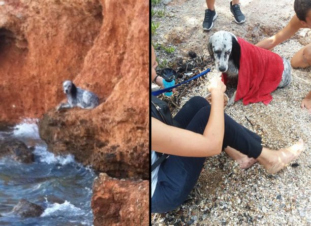 Έσωσαν τον σκύλο που είχε παγιδευτεί σε απόκρημνη ακτή στο Μάτι Αττικής