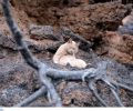 Γάτα εντοπίστηκε στο Κόκκινο Λιμανάκι στο Μάτι Αττικής