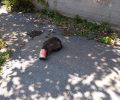 Άλλη μια γάτα παγιδευμένη σε κονσέρβα στη Βέροια Ημαθίας