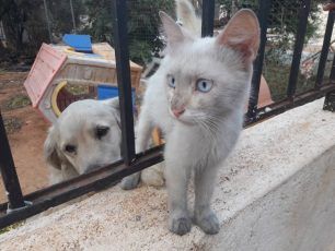 Εδώ δηλώστε όσοι μπορείτε να φιλοξενήσετε ζώα από τις πυρόπληκτες περιοχές