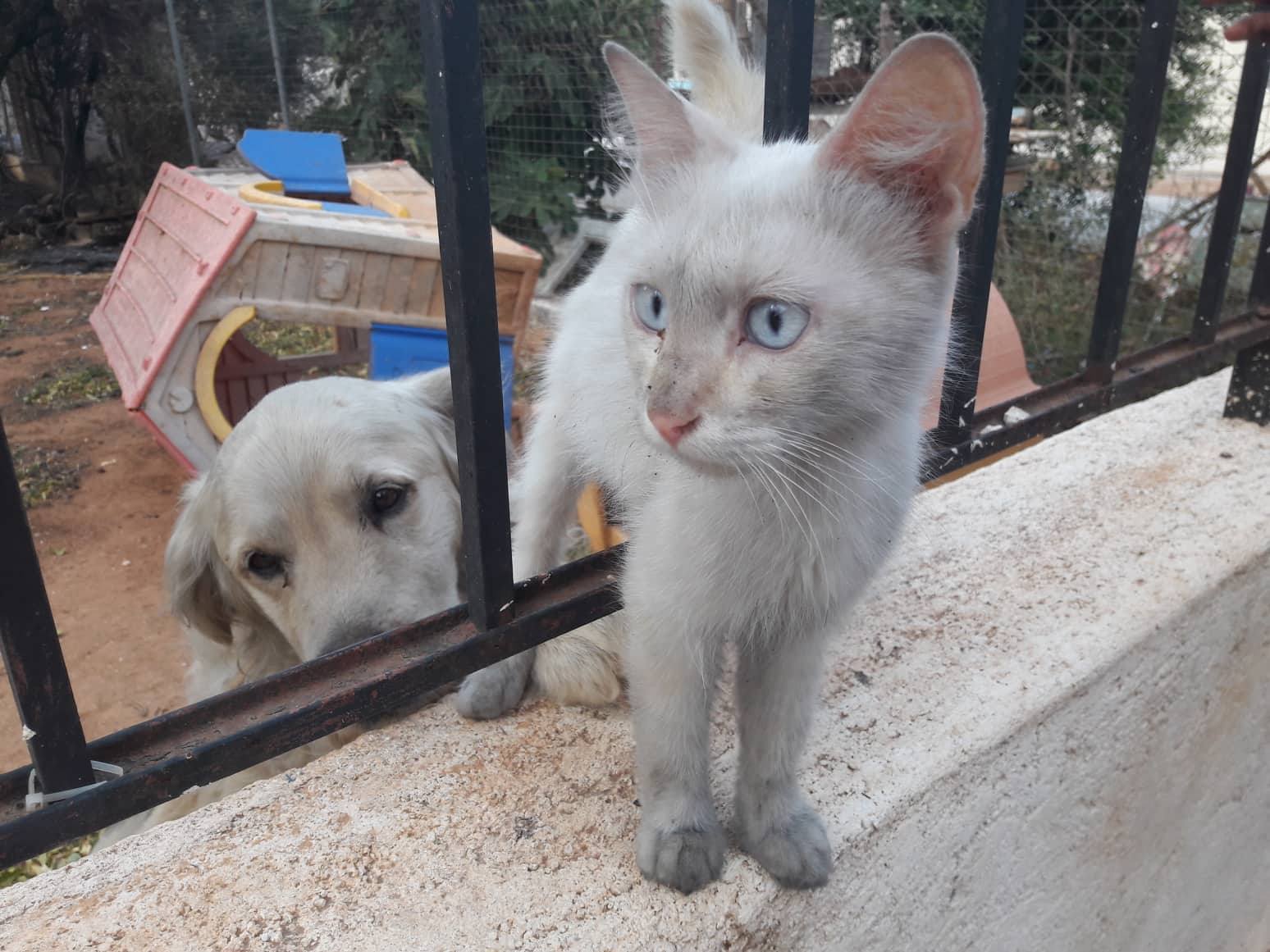 Πληροφορίες για το που να πάτε τραυματισμένα ζώα απ' τις πυρόπληκτες περιοχές - Χώροι φιλοξενίας - Συγκέντρωση και προσφορά ζωοτροφών & φαρμάκων 1 GataMati