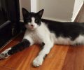 Βρέθηκε ασπρόμαυρη αρσενική γάτα στον Νέο Βουτζά Αττικής