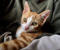 Χάθηκε αρσενική γάτα στον Νέο Βουτζά