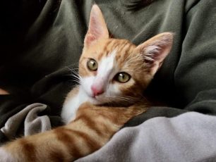 Χάθηκε αρσενική γάτα στον Νέο Βουτζά