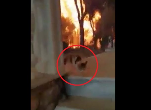Συγκλονιστικό βίντεο μέσα απ’τη φωτιά στον Νέο Βουτζά Αττικής από άνδρα που βγήκε να σώσει γάτα