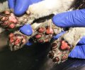 Ο Σύνδεσμος Κτηνιάτρων Μικρών Ζώων Αττικής καλεί όλα τα μέλη του να δέχονται δωρεάν για περίθαλψη τραυματισμένα από τις πυρκαγιές ζώα