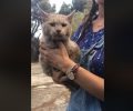 Γάτα βρέθηκε στη Ραφήνα Αττικής (βίντεο)
