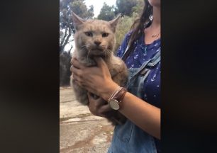 Γάτα βρέθηκε στη Ραφήνα Αττικής (βίντεο)